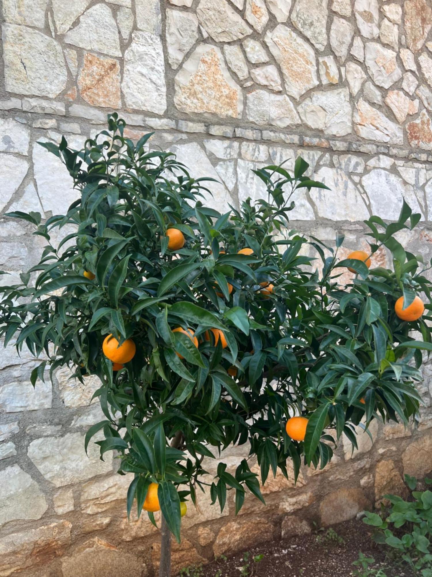 Jardin Miraculeux Hotel Himare Exterior foto