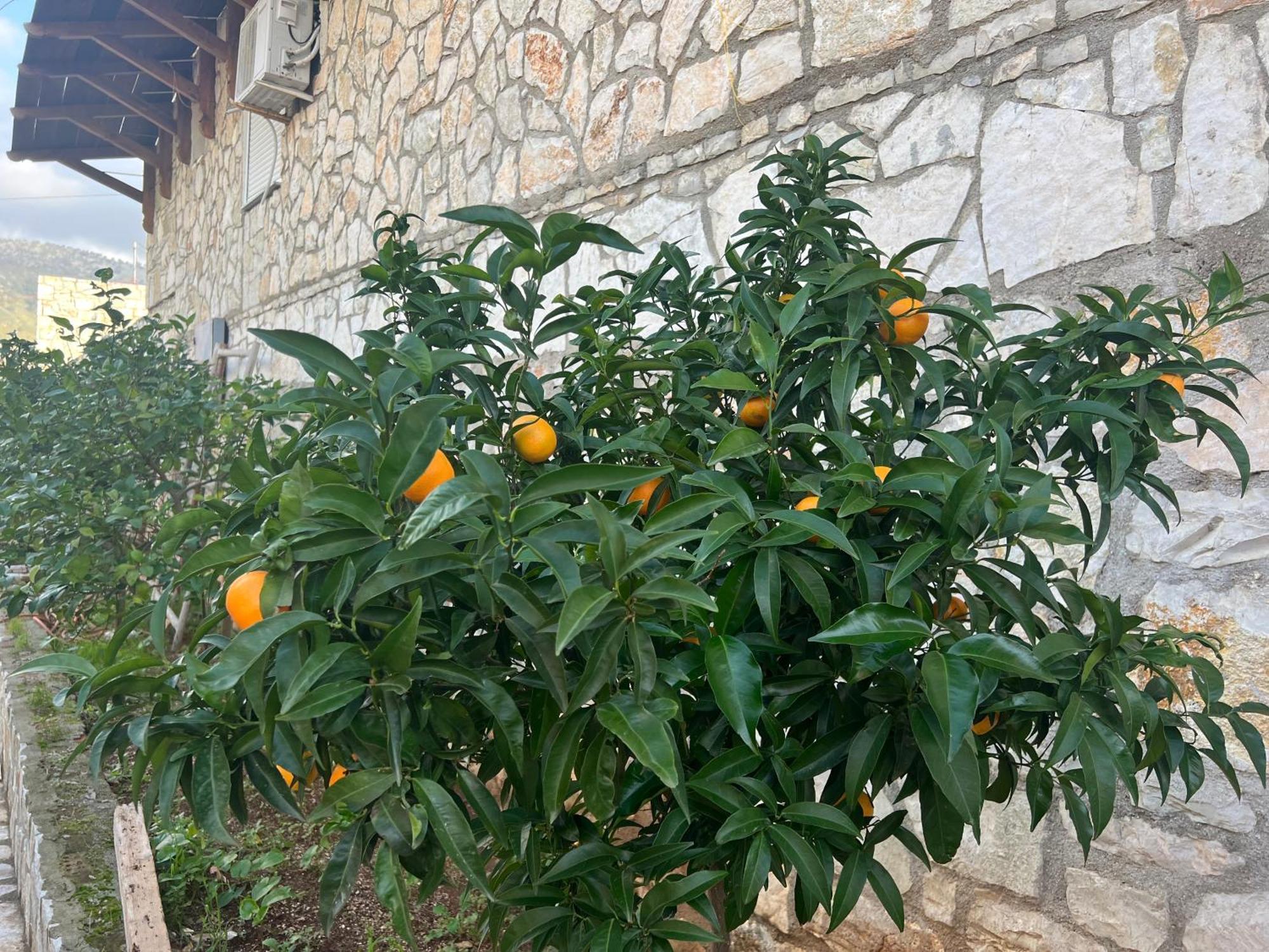 Jardin Miraculeux Hotel Himare Exterior foto