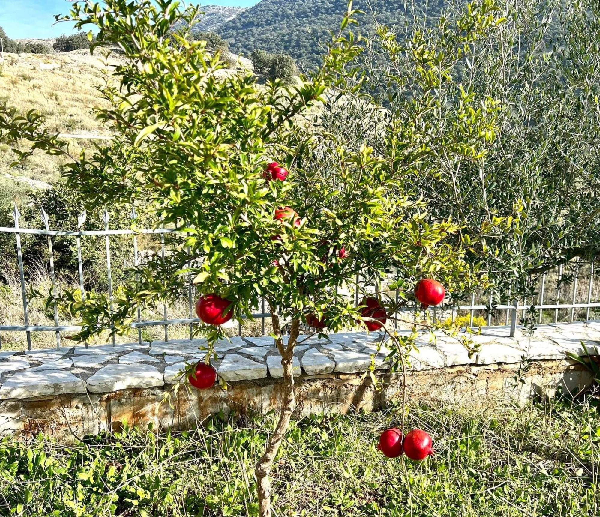 Jardin Miraculeux Hotel Himare Exterior foto